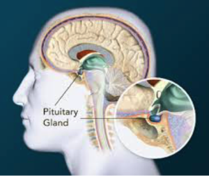Image of the Pituitary Gland