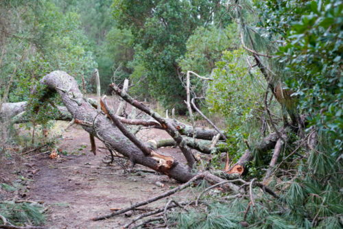 A fallen tree in Connecticut blocks a dirt path in the forest. Branches are scattered around, and lush green trees surround the area. The ground is carpeted with broken branches and leaves, creating a natural tapestry of earthy tones.