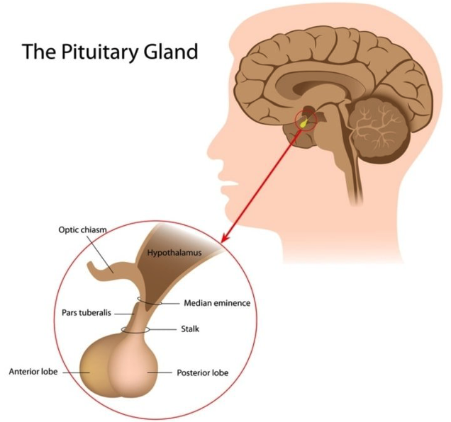 Illustration showing the pituitary gland's location in the human brain, relevant for understanding post-concussion fatigue. Includes detailed labels: optic chiasm, hypothalamus, median eminence, stalk, pars tuberalis, anterior lobe, and posterior lobe.